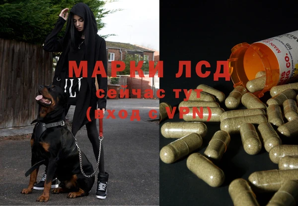 прущие грибы Гусиноозёрск