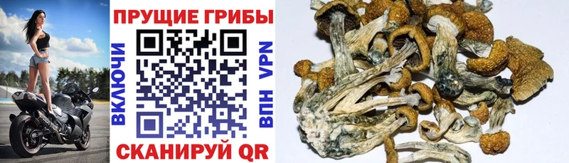 Псилоцибиновые грибы GOLDEN TEACHER  ссылка на мегу сайт  Карабаново 